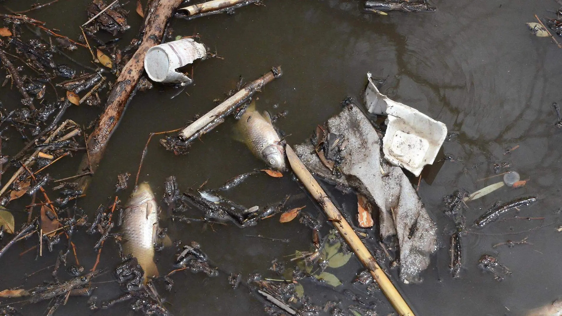 Este lunes se registró la mortandad de por lo menos 150 peces.